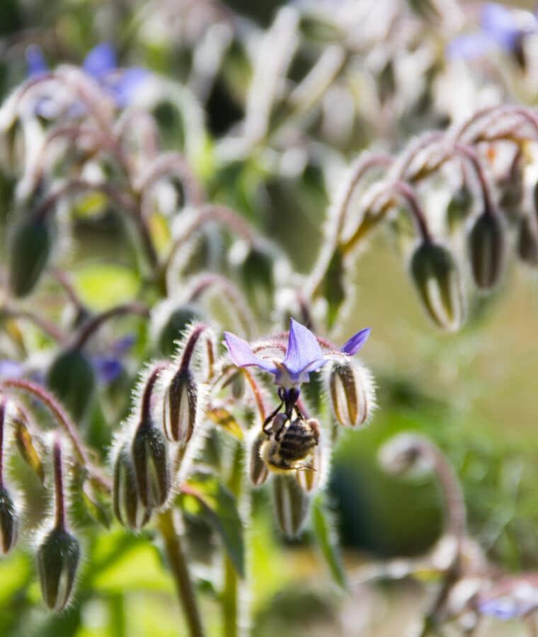 Bee on borage, Mount Vernon Cancer Centre