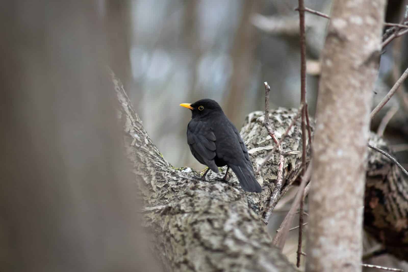 Blackbird in the woods
