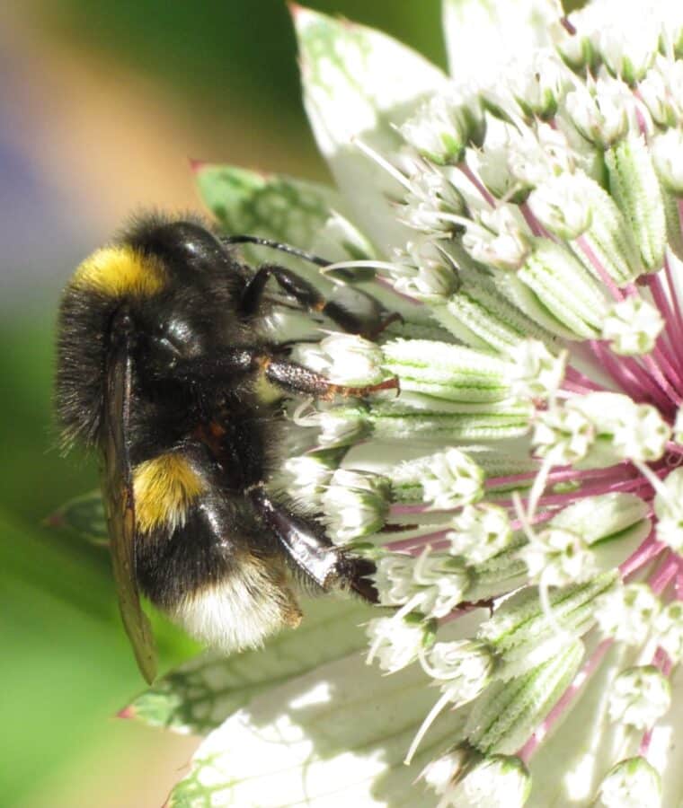 White-tailed bumblebee on Astrantia