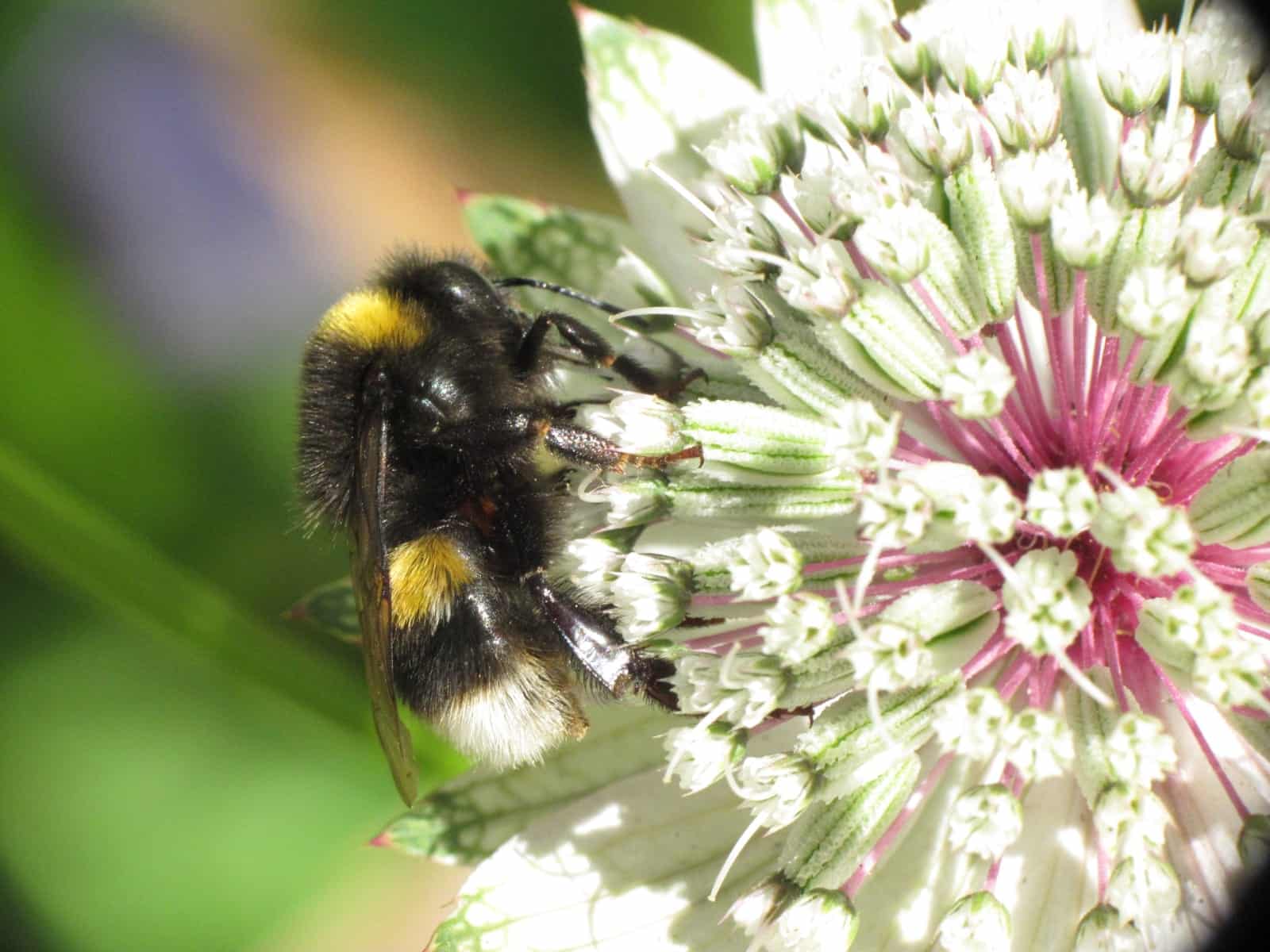 White-tailed bumblebee on Astrantia