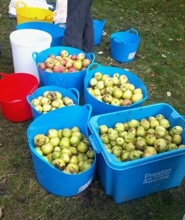Apple harvest day at Guild Lodge