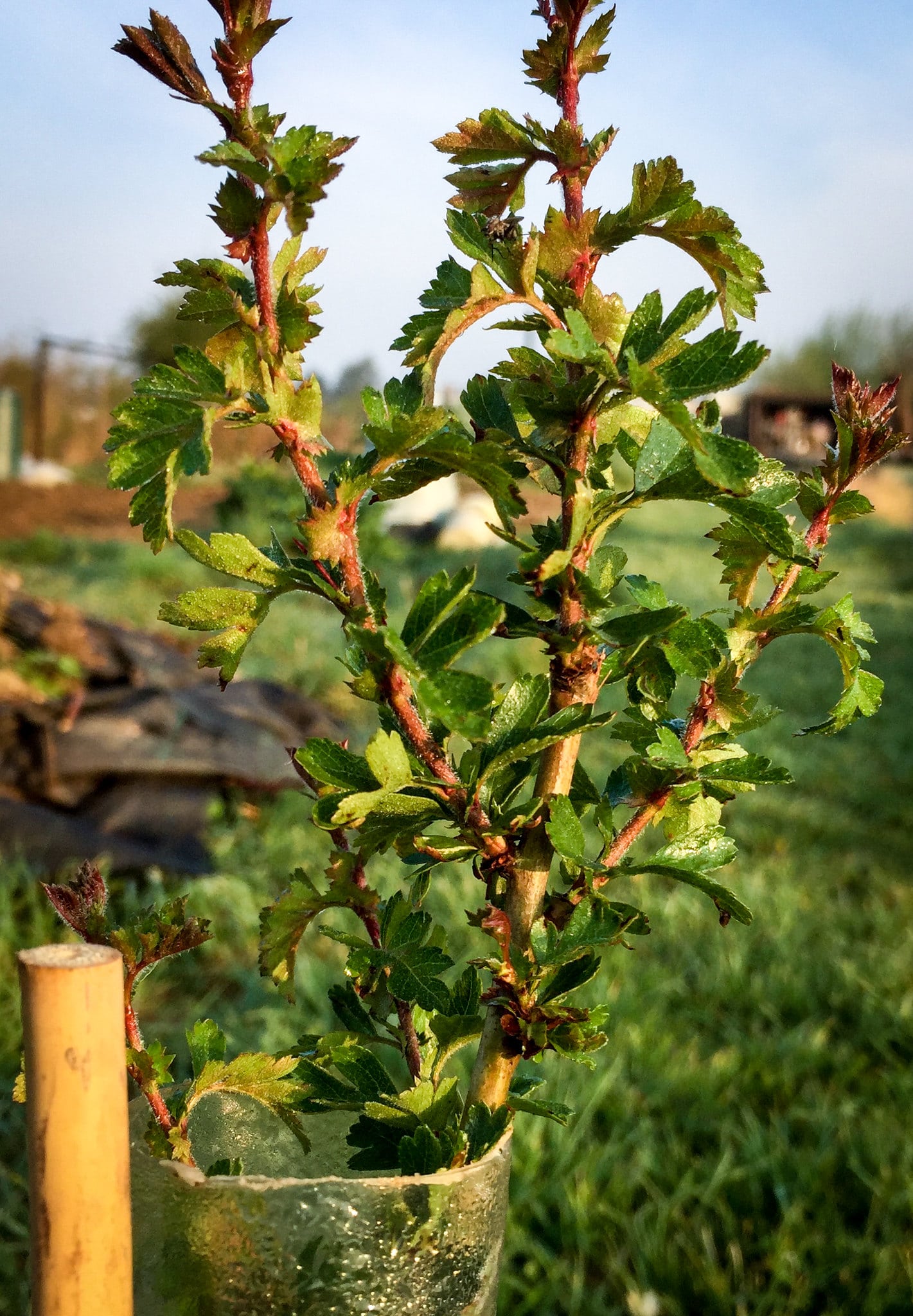 Young hawthorn tree on meadow