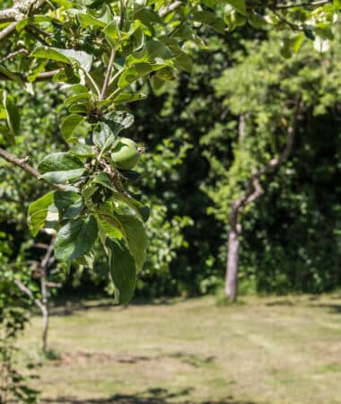 Apples on a tree in Bethlem Royal Hospital's orchard