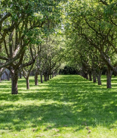Orchard at Bethlem Royal Hospital