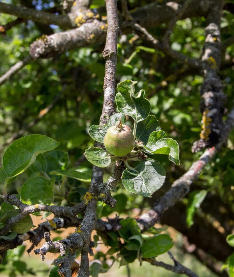Apples on a tree in Bethlem Royal Hospital's orchard