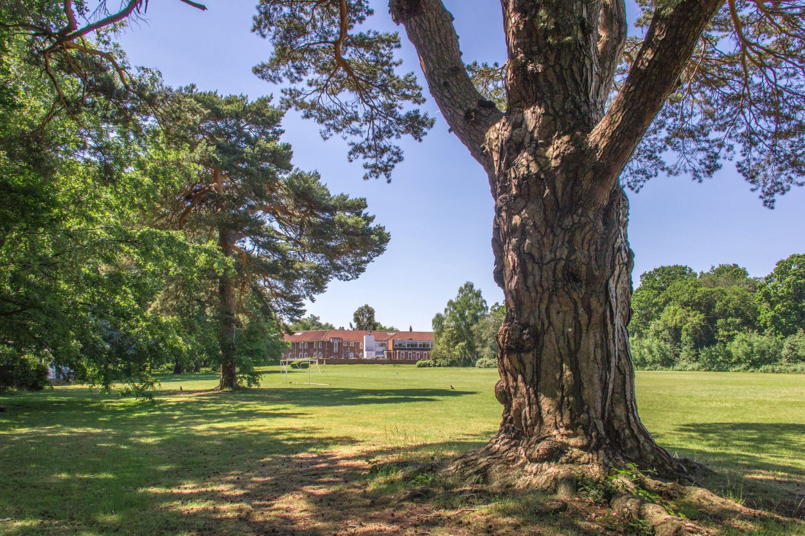 Trees in the grounds of Bethlem Royal Hospital, Southeast London
