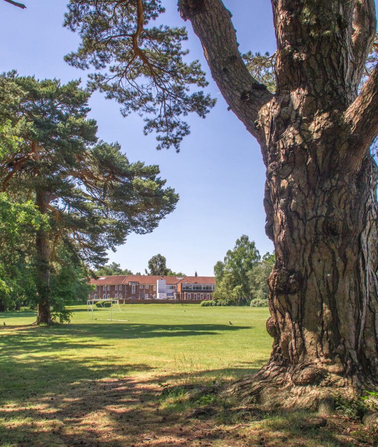 Trees in the grounds of Bethlem Royal Hospital, Southeast London