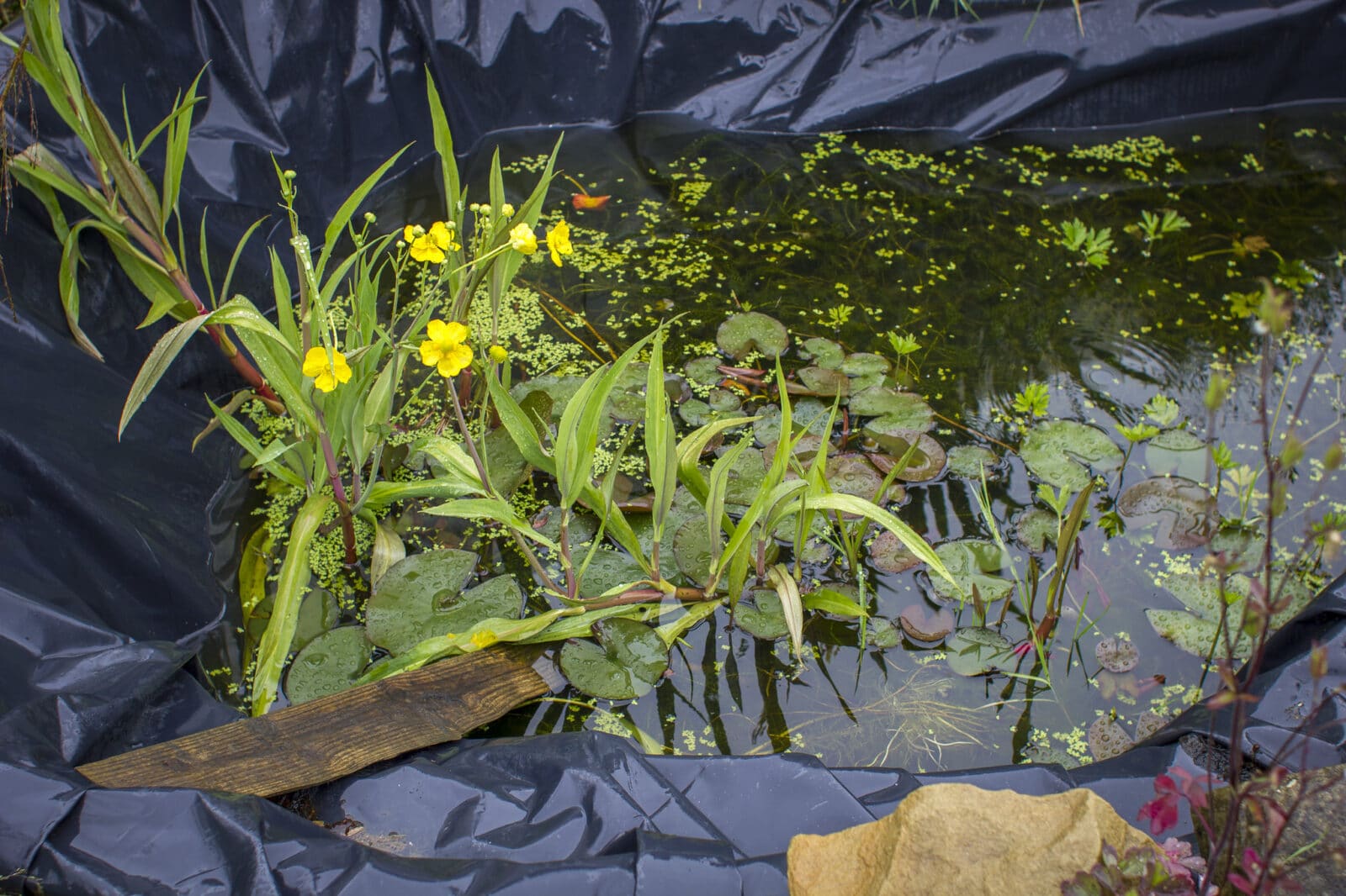 Pond at Guild Lodge, Lancashire