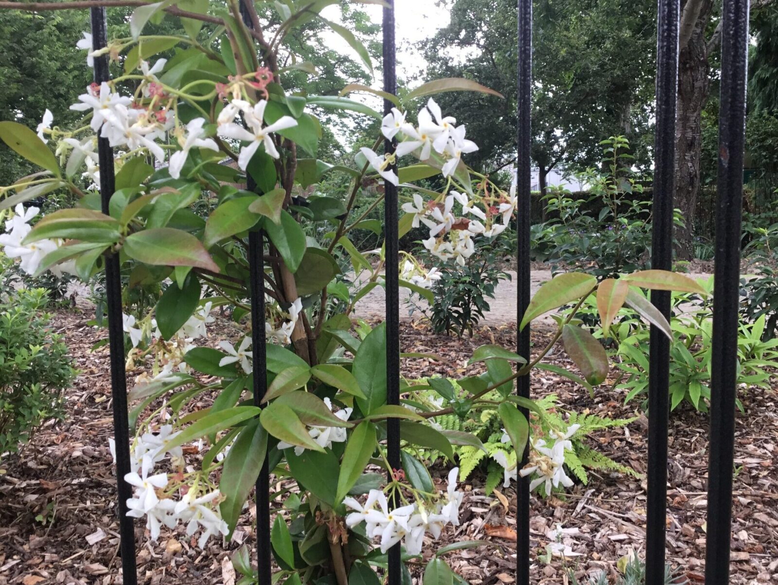 Broomfield Hospital memorial garden