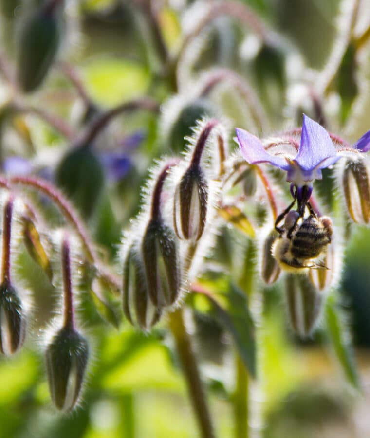 Bee on borage, Mount Vernon Cancer Centre