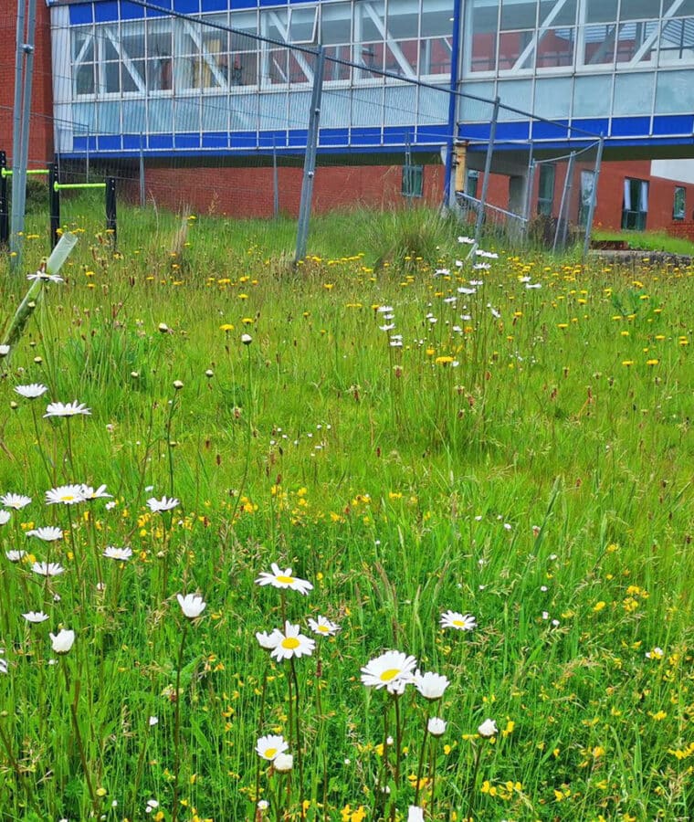 Broadgreen Hospital grounds during No Mow May