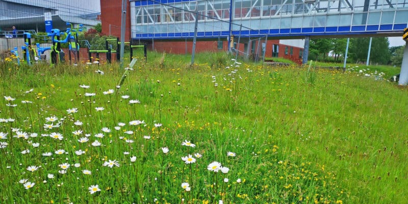Broadgreen Hospital grounds during No Mow May