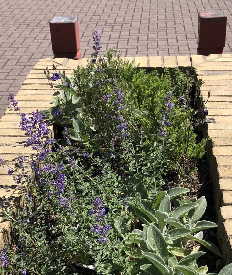 Bee Healthy planter at St. Bartholomew’s Medical Centre, Oxford