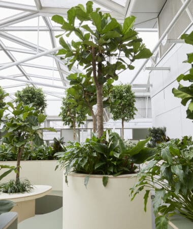 Sky Garden at Chelsea and Westminster Hospital