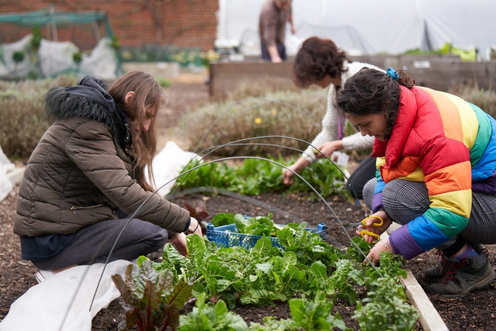 Service users in Bethlem Royal Hospital's walled kitchen garden