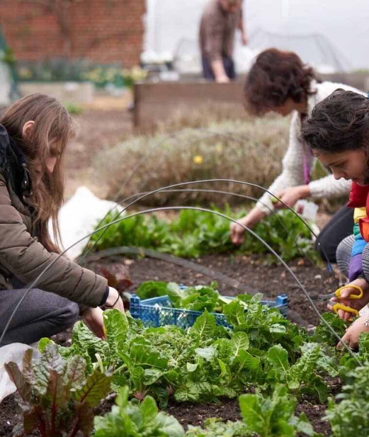 Service users in Bethlem Royal Hospital's walled kitchen garden