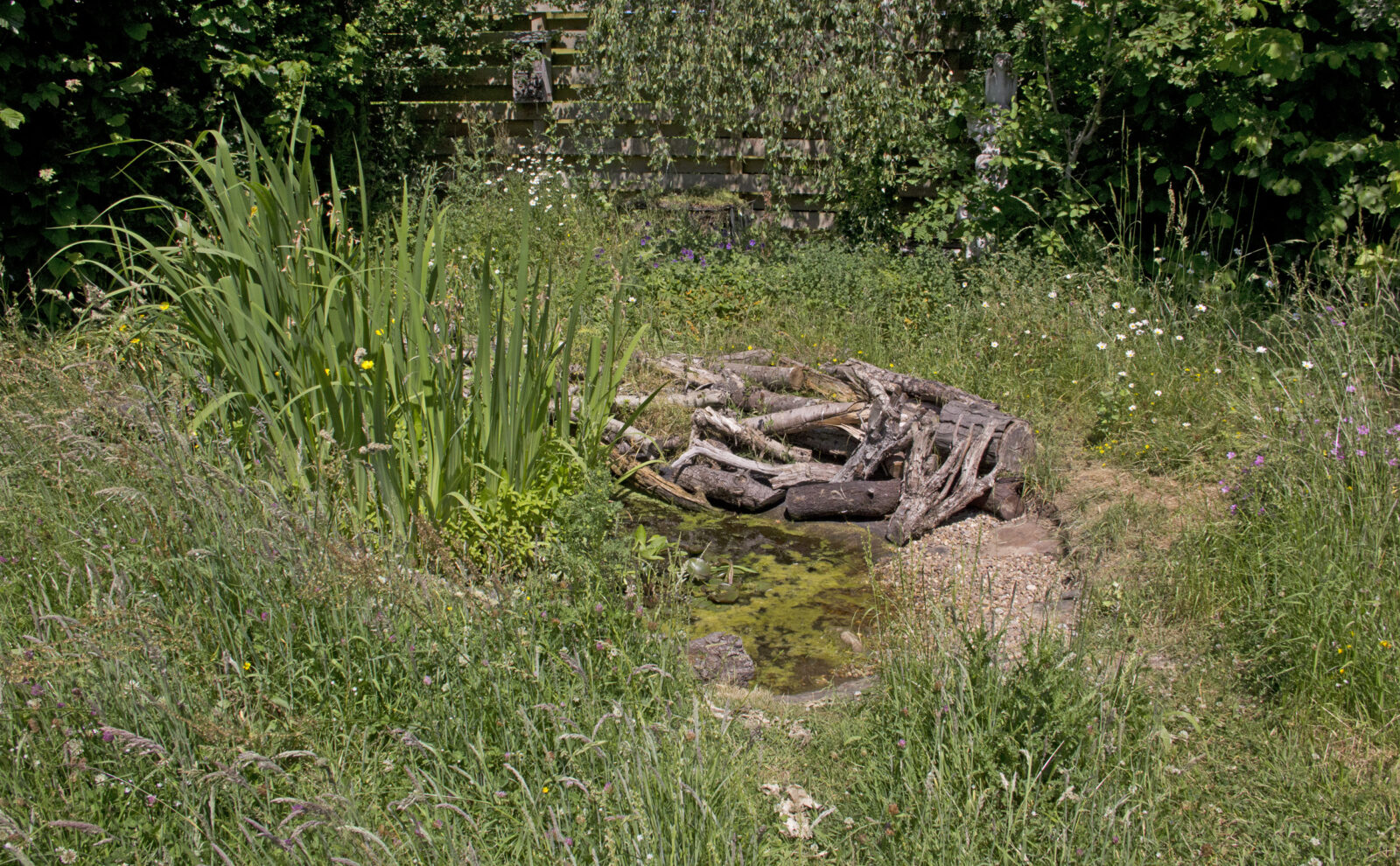 Wildlife pond at Bethlem Royal Hospital's walled OT garden