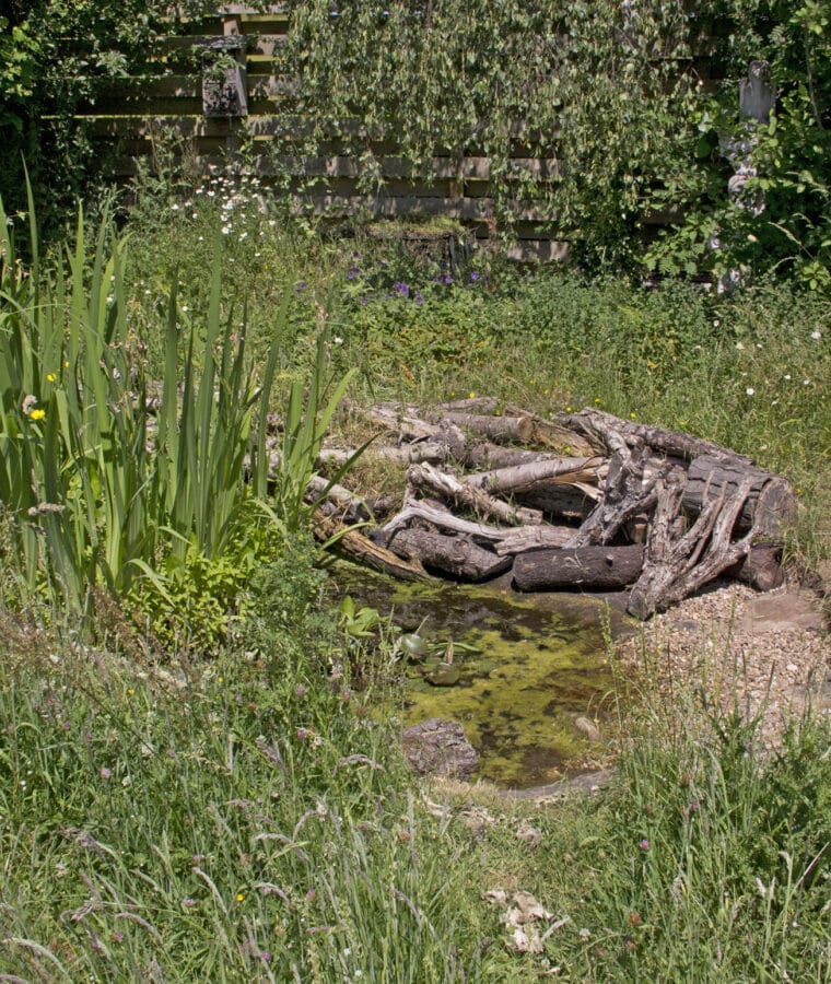 Wildlife pond at Bethlem Royal Hospital's walled OT garden