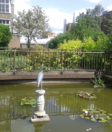 Queen Elizabeth Hospital pond