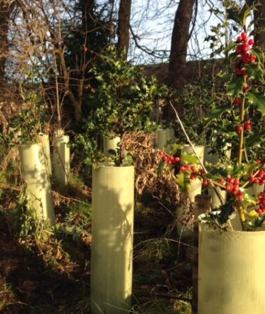 Royal Edinburgh Hospital - saplings