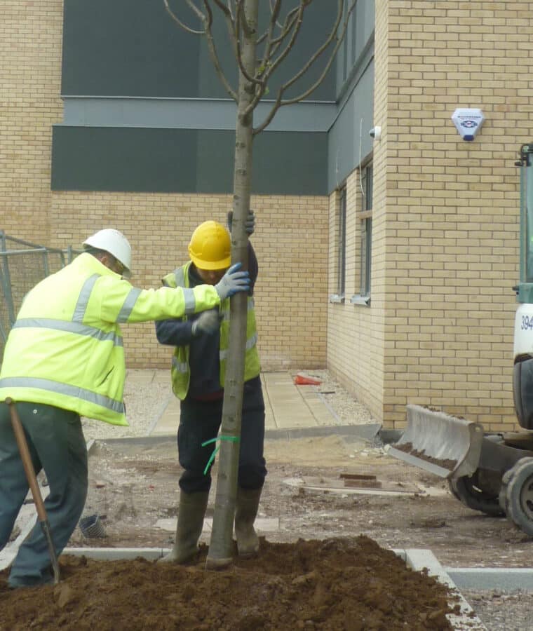 Tree planting at South Bristol Community Hospital