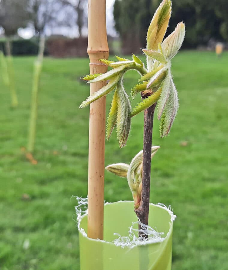 Newly planted sapling at St Nicholas Hospital Gosforth