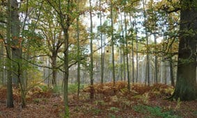 Thickthorn Wood