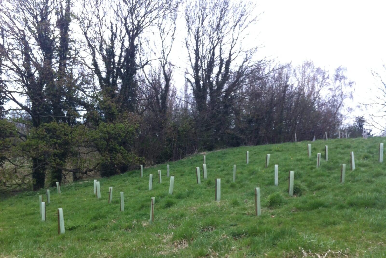 Tree planting at Countess of Cheshire Country Park, 2013