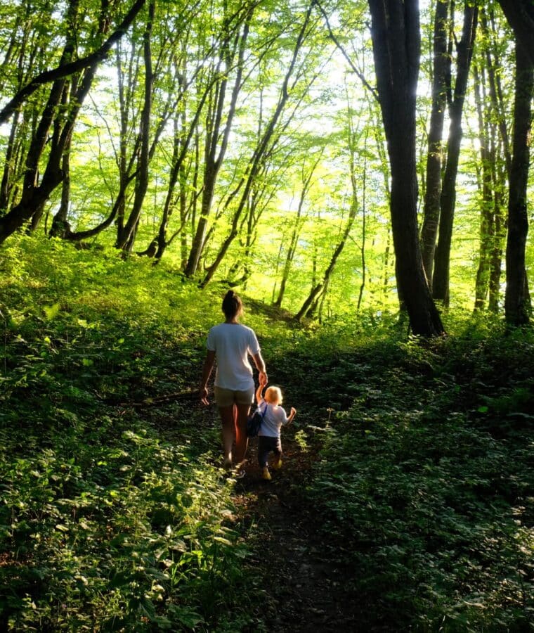 Woodland walk