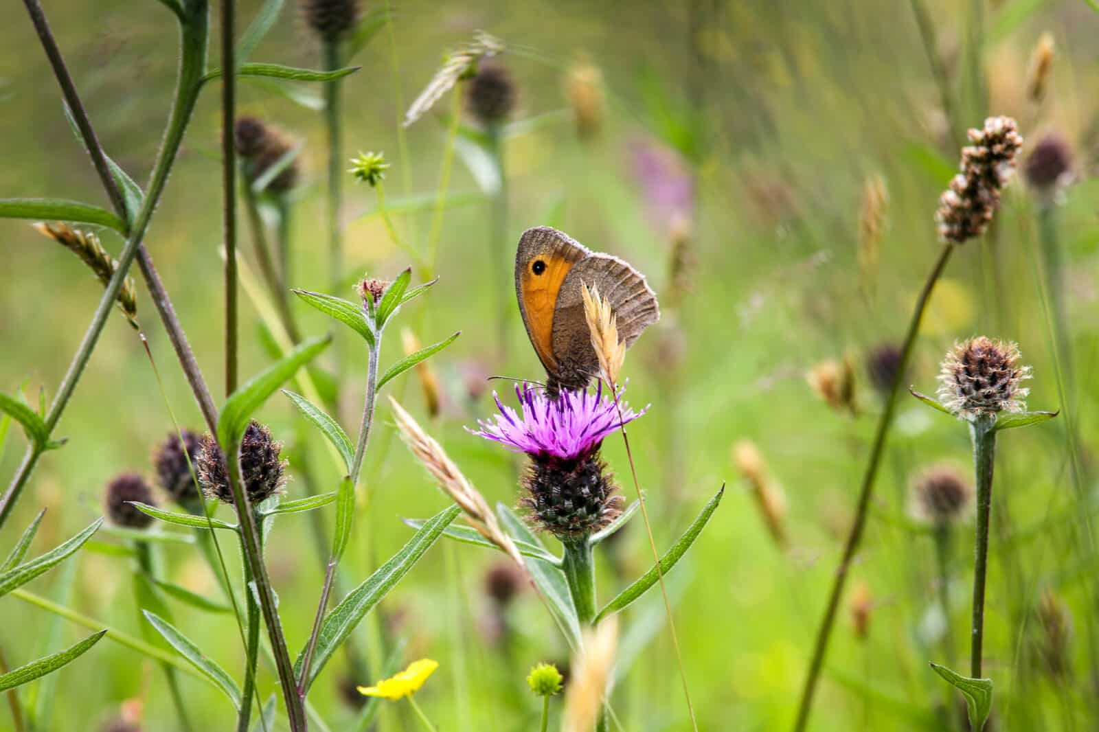 A butterfly along the Meadows Health and Wellbeing Route, Bangor, Wales