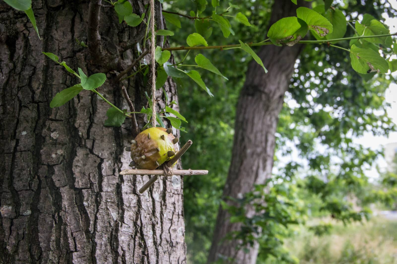 Participants created natural bird feeders during a NatureWell session at Southmead Hospital