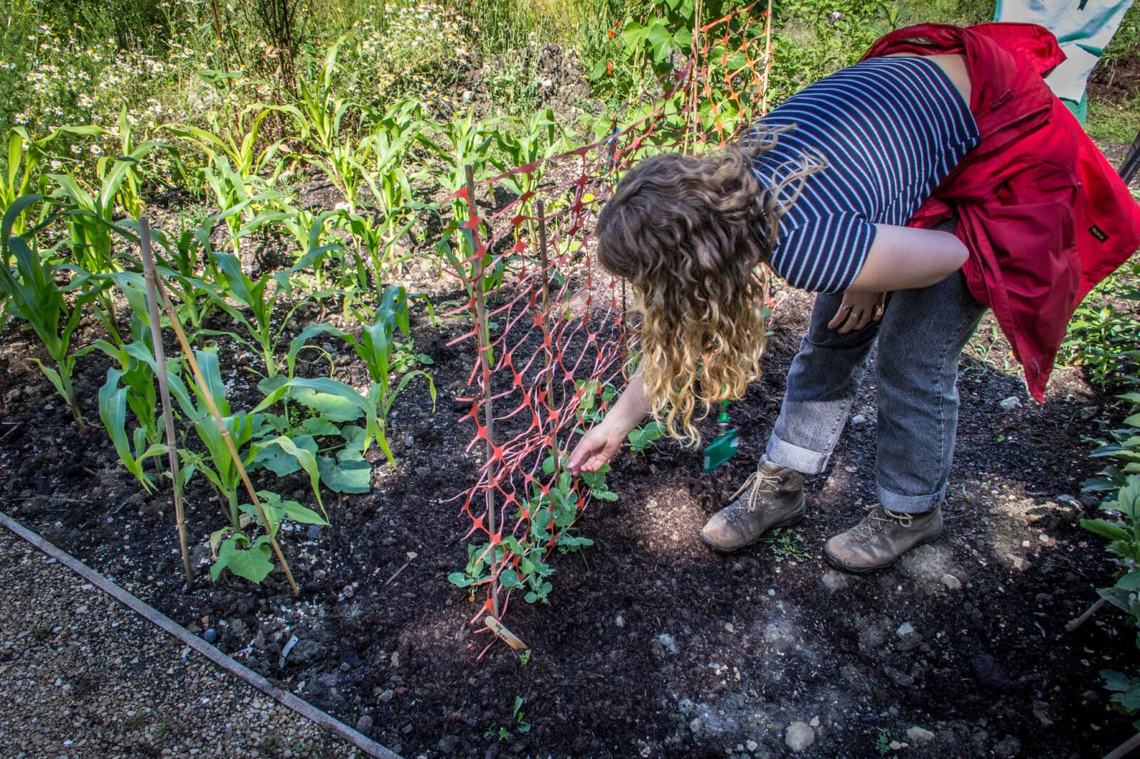 Nature Recovery Ranger at Southmead Hospital's staff allotment