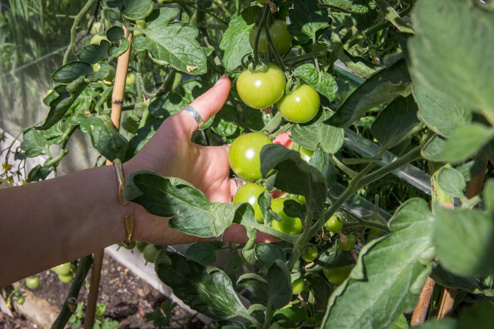 Tomatoes grown at Southmead Hospital staff allotment