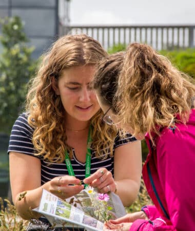Ranger at Southmead Hospital leading a wildflower ID session