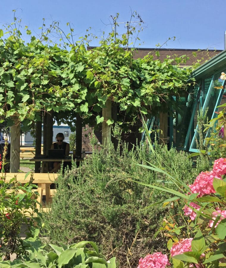 Redwood Cafe garden, Gloucestershire Royal Hospital