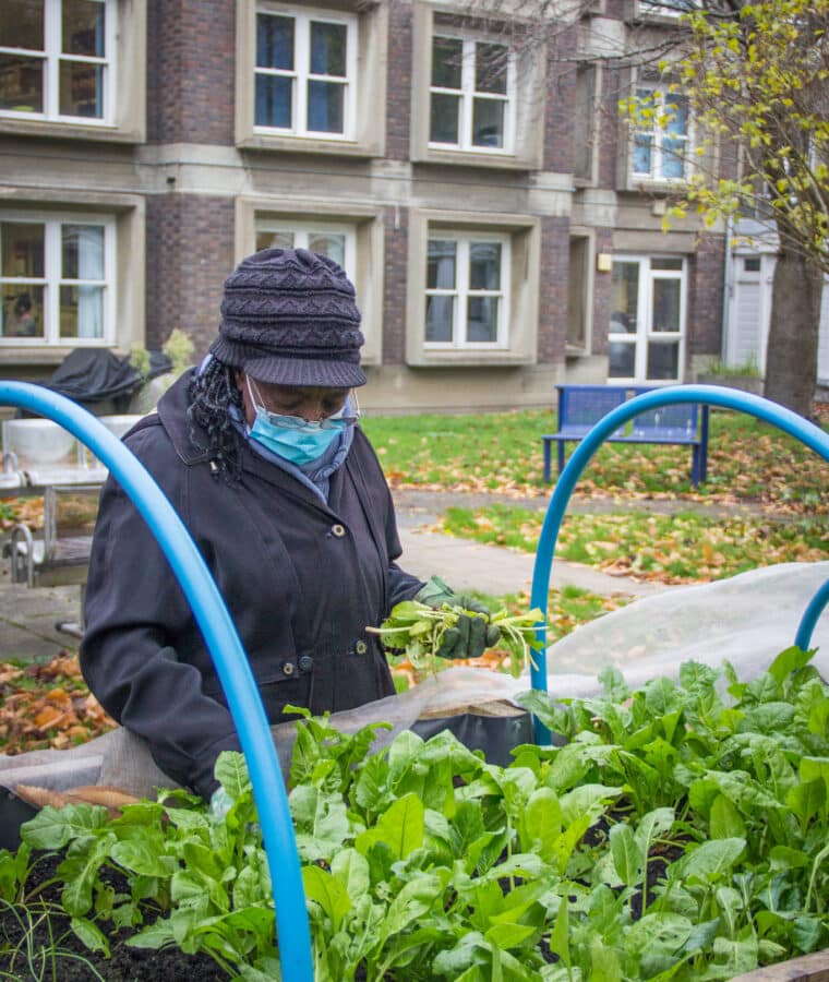 A volunteer gardens at King's Hospital's Jennie Lee Garden, part of Lambeth GP Food Co-op