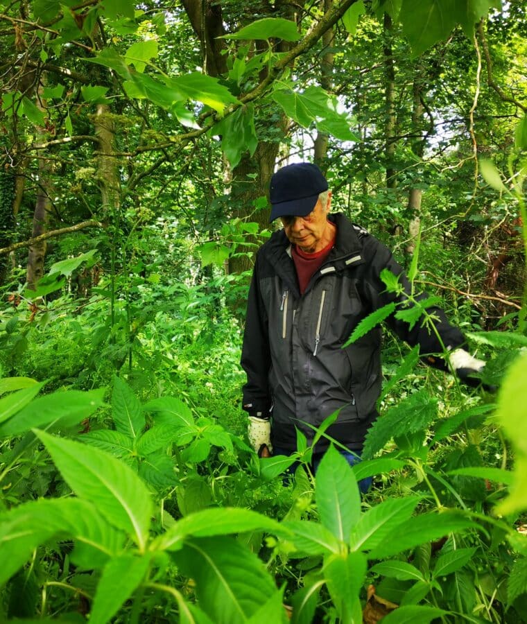 A 'Friend of Bluebell Woods' balsam bashing with the Nature Recovery Ranger in Fazakerley Woodland, Liverpool