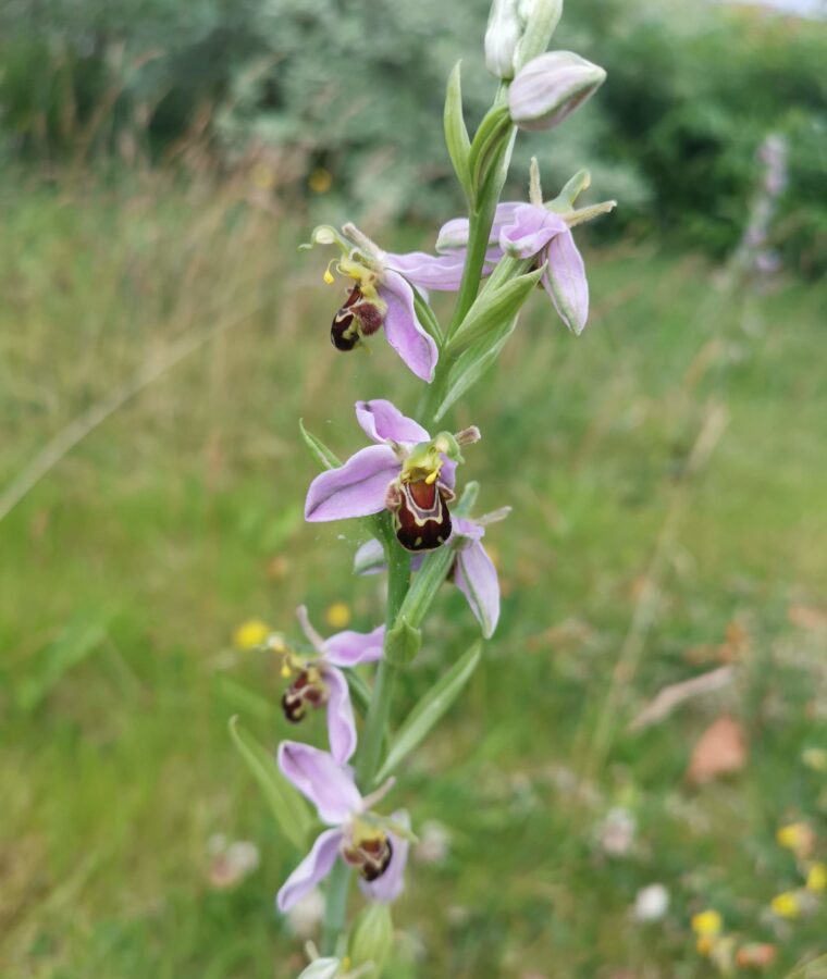 Bee orchid in Liverpool meadow during No Mow May