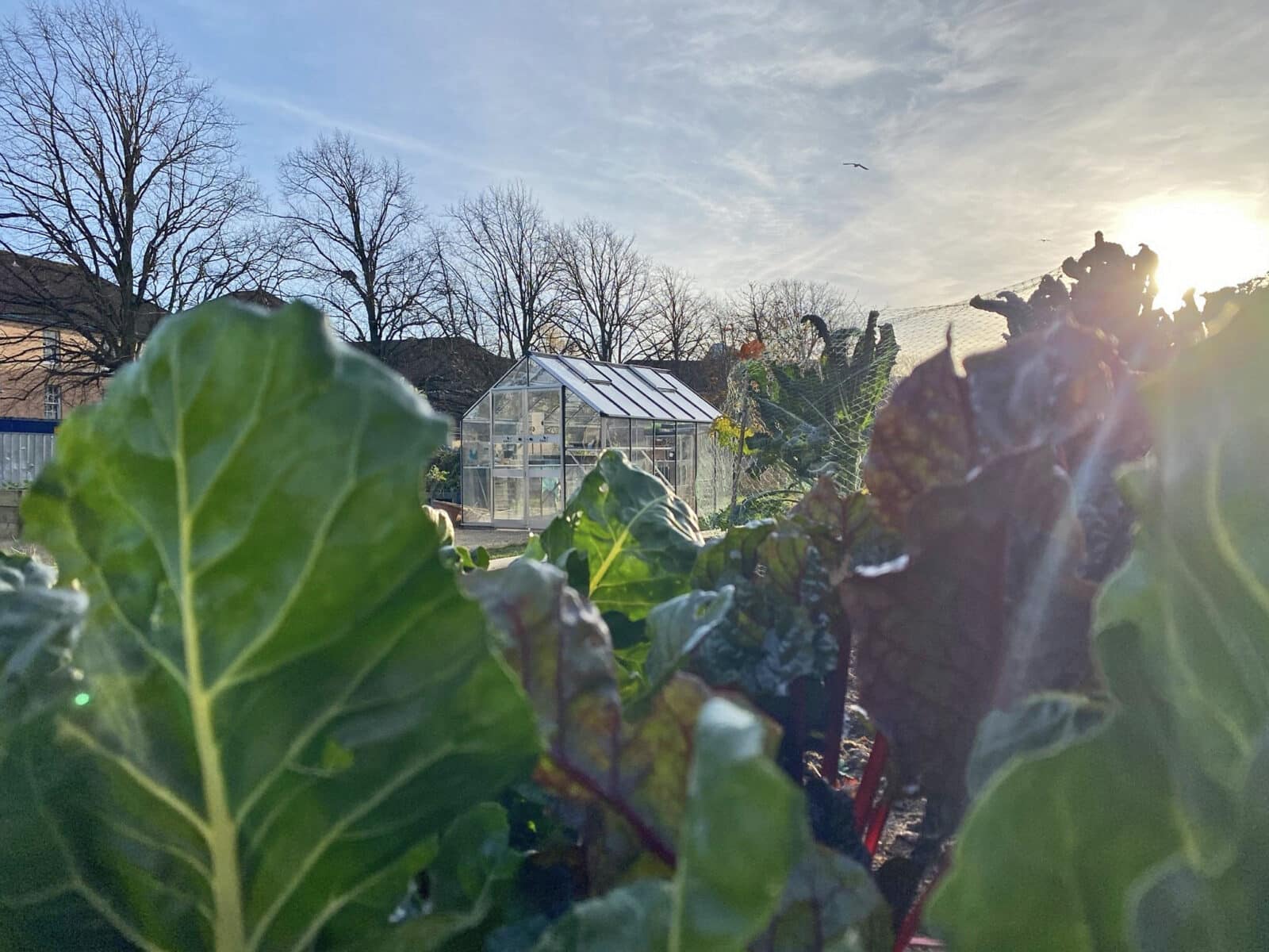 Southmead Hospital staff allotment