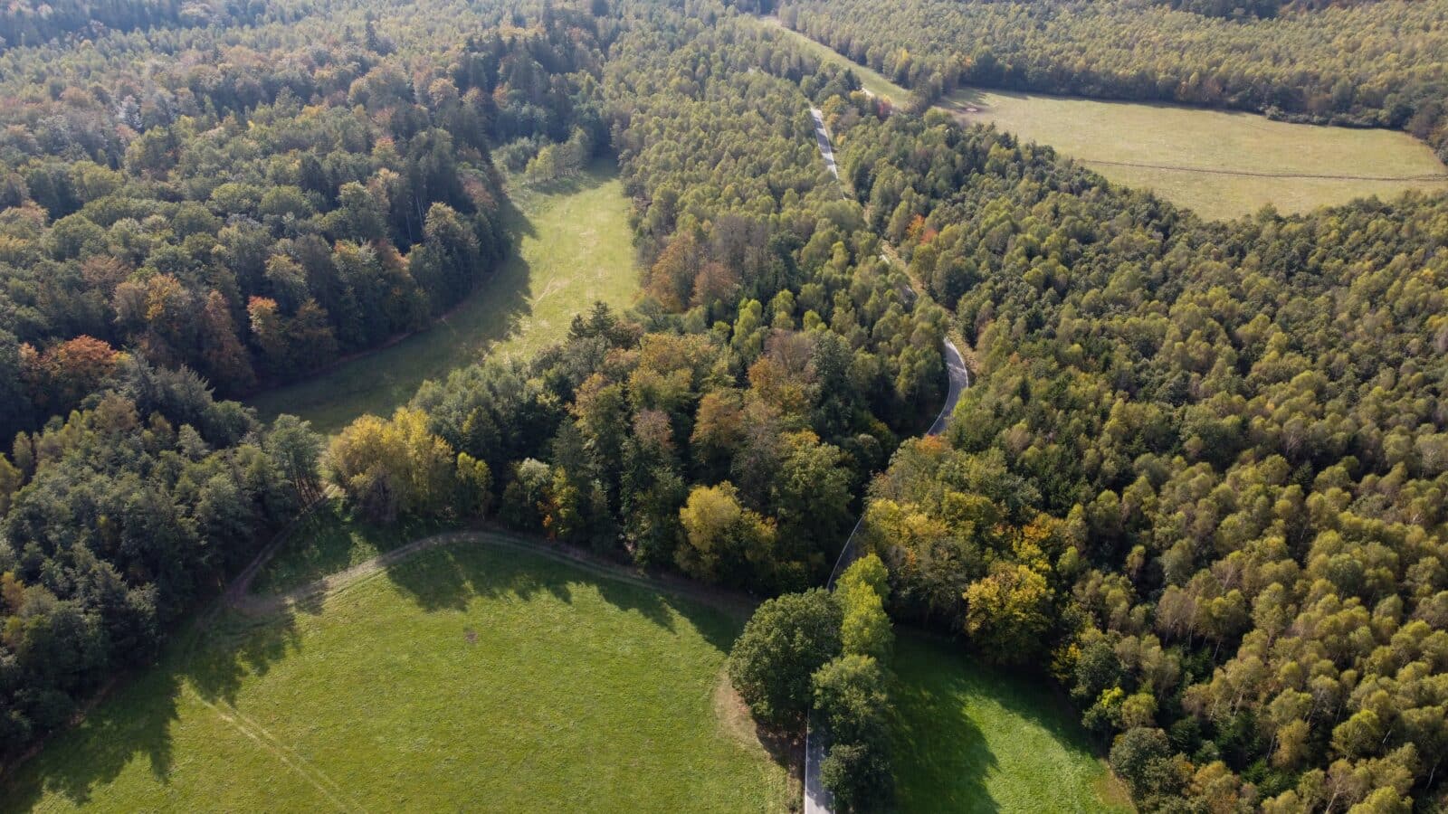 Aerial view of forest and road