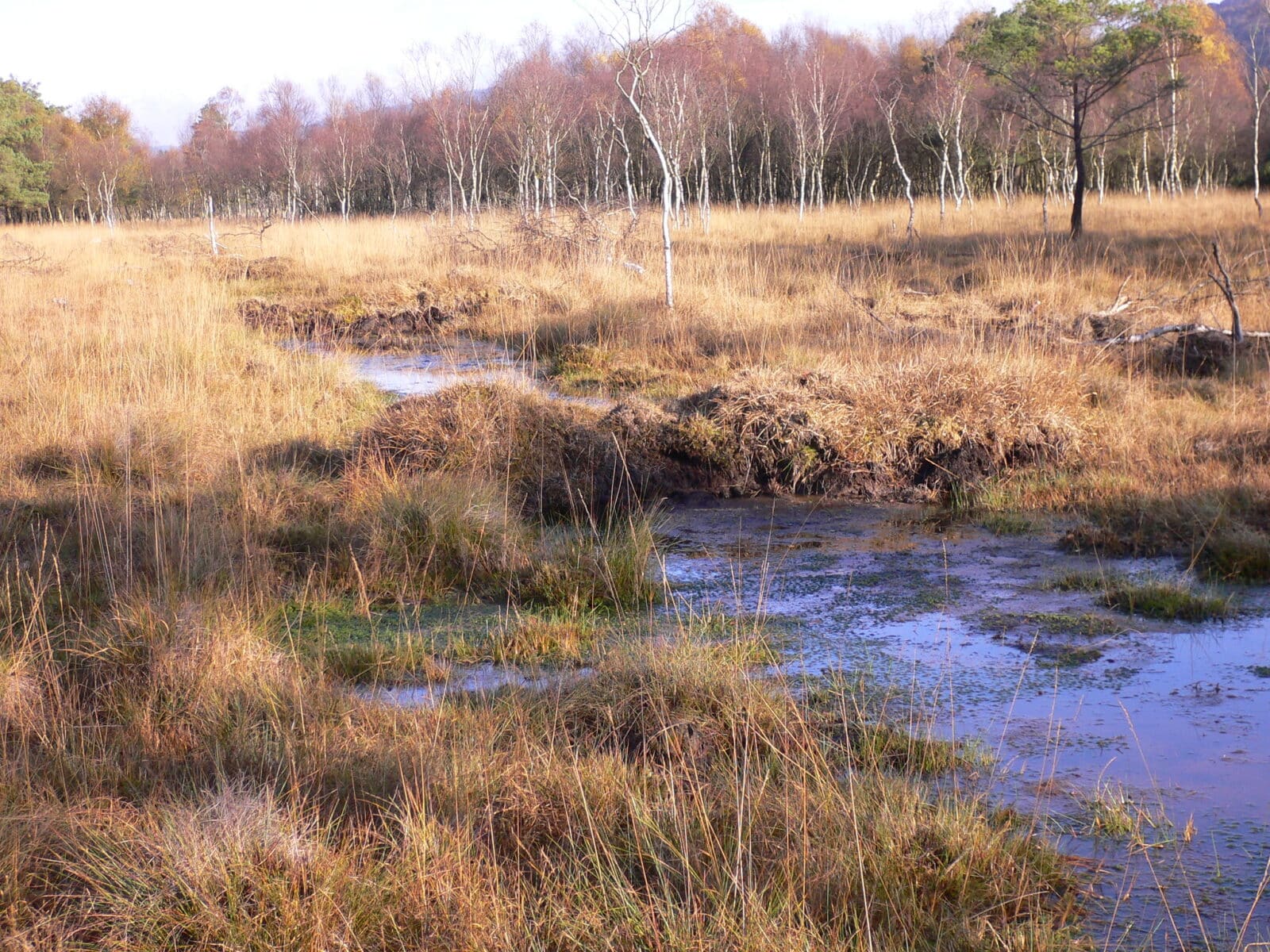 Peat dams in ditch on lowland raised bog. Rusland Valley Mosses, Cumbria