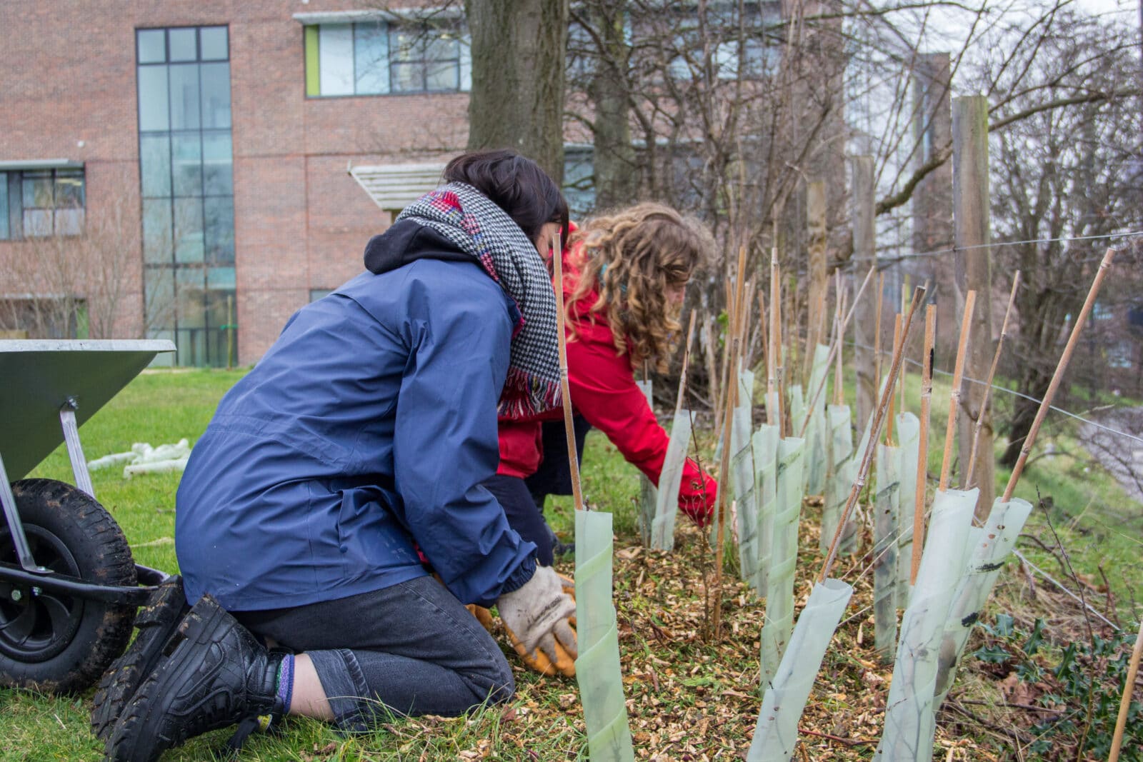 Nature Recovery Rangers mulching saplings