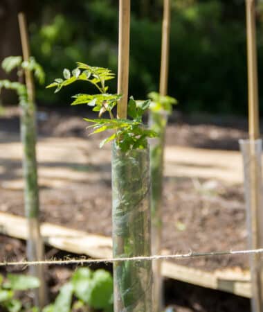 Newly planted hedgerow in the Secret Garden, Glenfield Hospital, Leicester