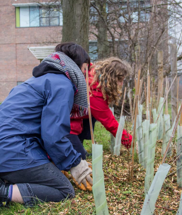 Nature Recovery Rangers tending to saplings at Southmead Hospital