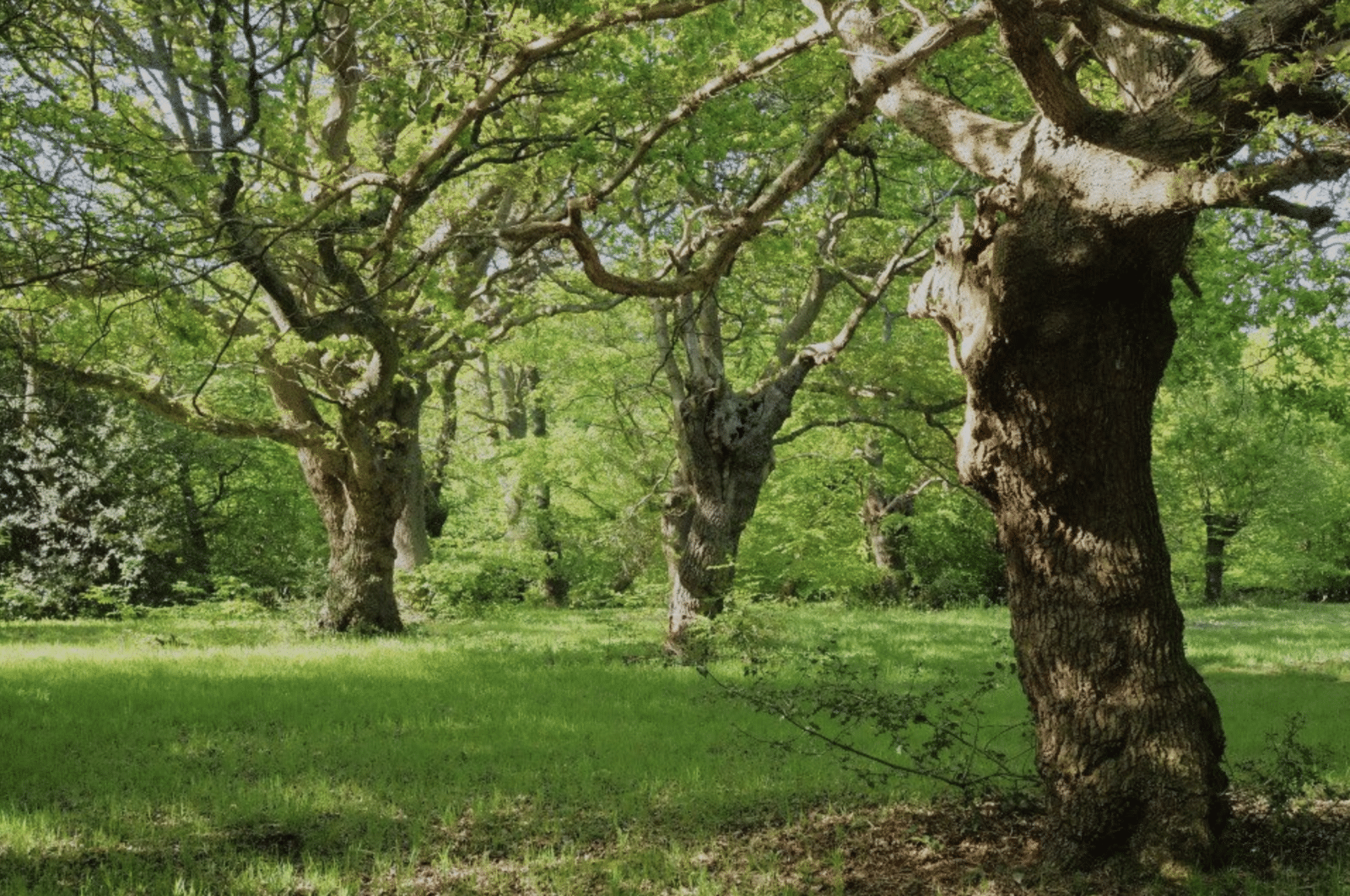 Keepers of time: ancient and native woodland and trees policy in England