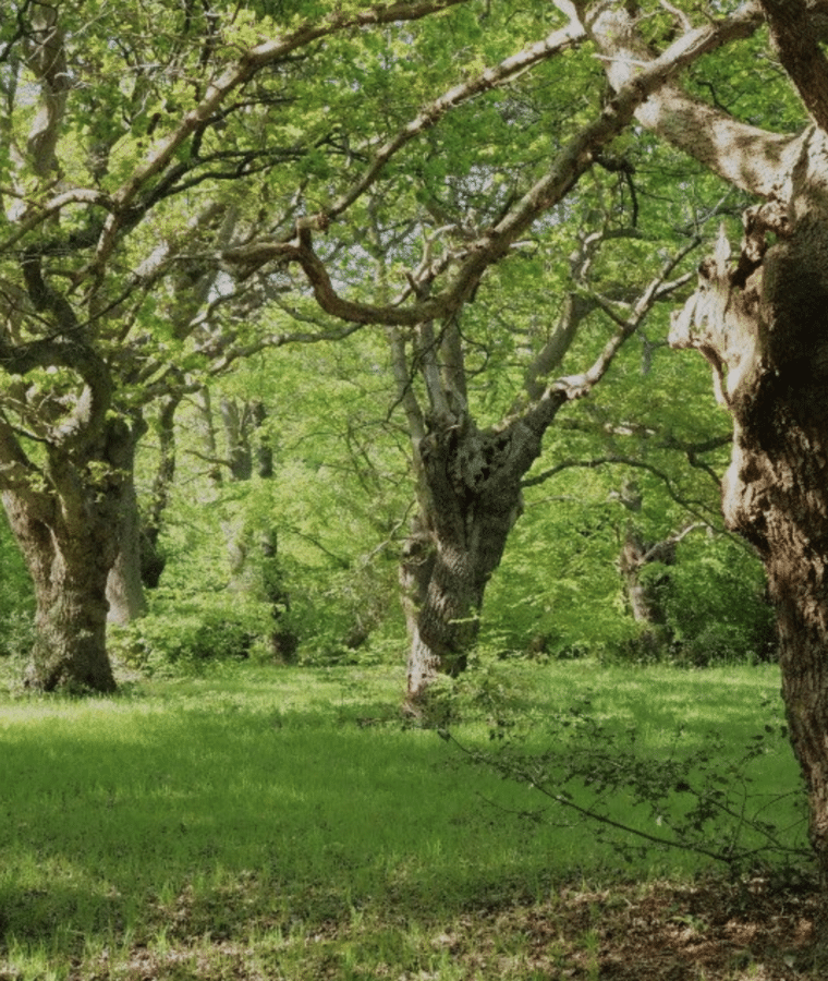 Keepers of time: ancient and native woodland and trees policy in England