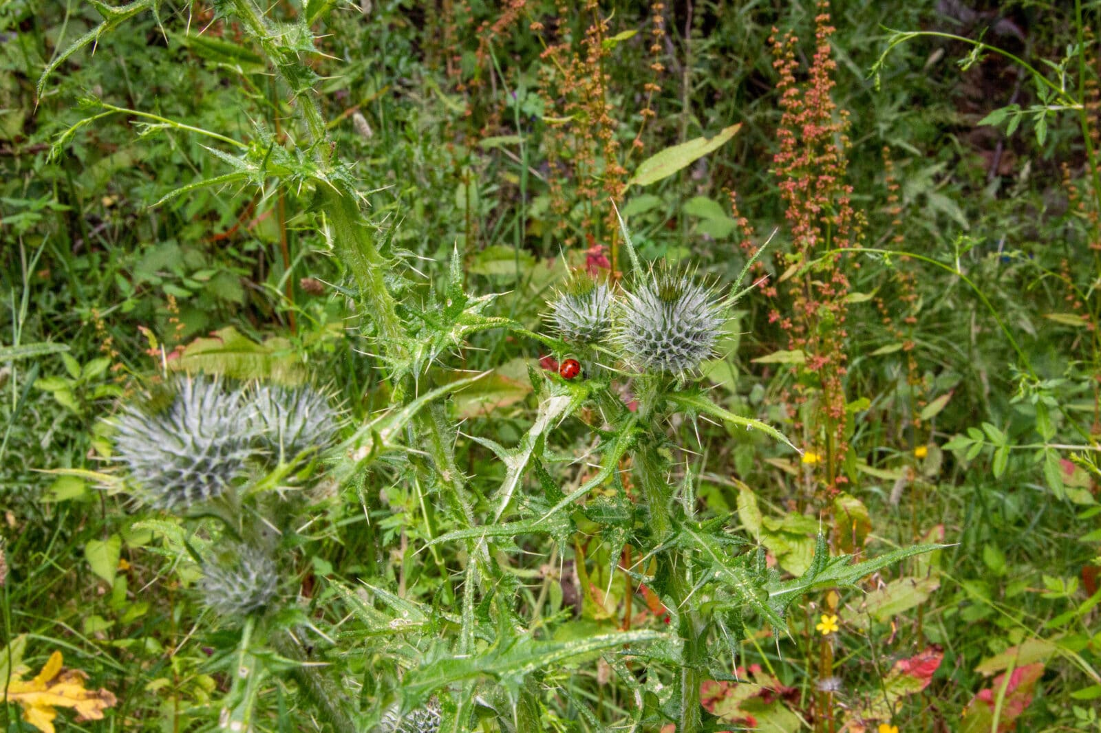 Ladybirds enjoy the plants on the the meadow at Mount Vernon Cancer Centre