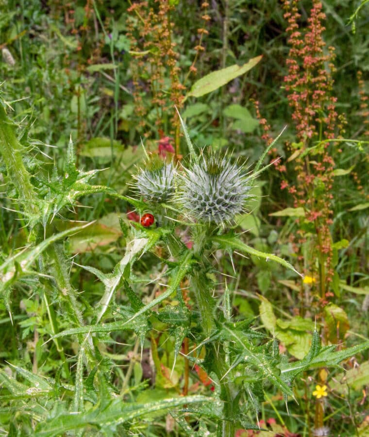 Ladybirds enjoy the plants on the the meadow at Mount Vernon Cancer Centre