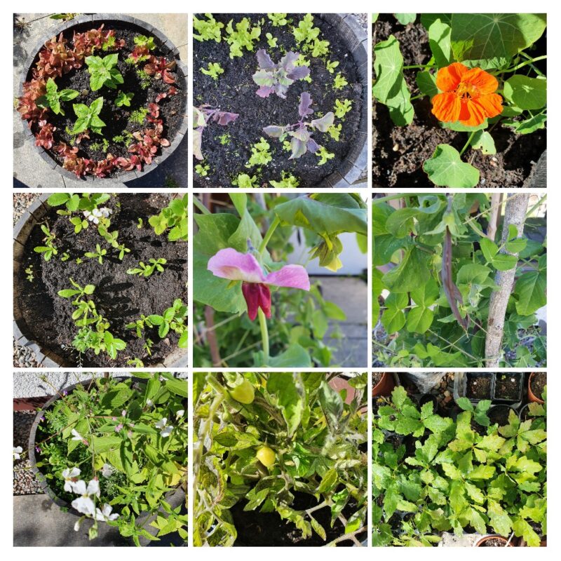 Raigmore Gardens - Growing Together