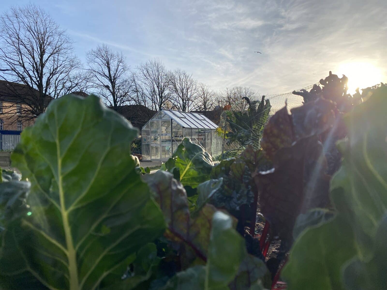 Greenhouse in the allotment at Southmead Hospital, Bristol